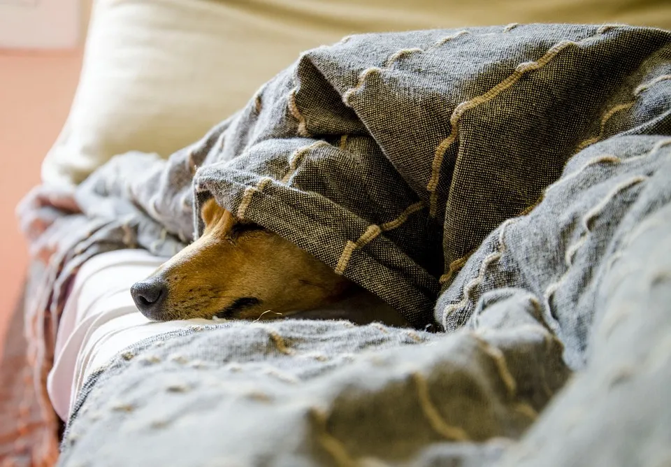  Pet Medications DISCOUNT